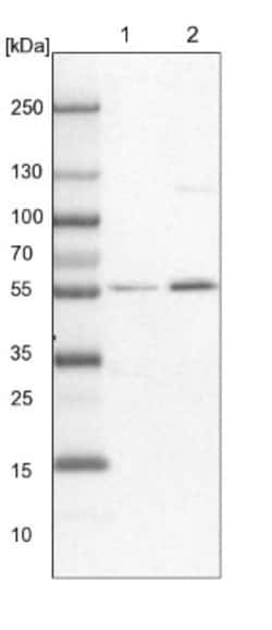 HIP-55 Antibody, Novus Biologicals 0.1mL; Unlabeled:Antibodies, Polyclonal